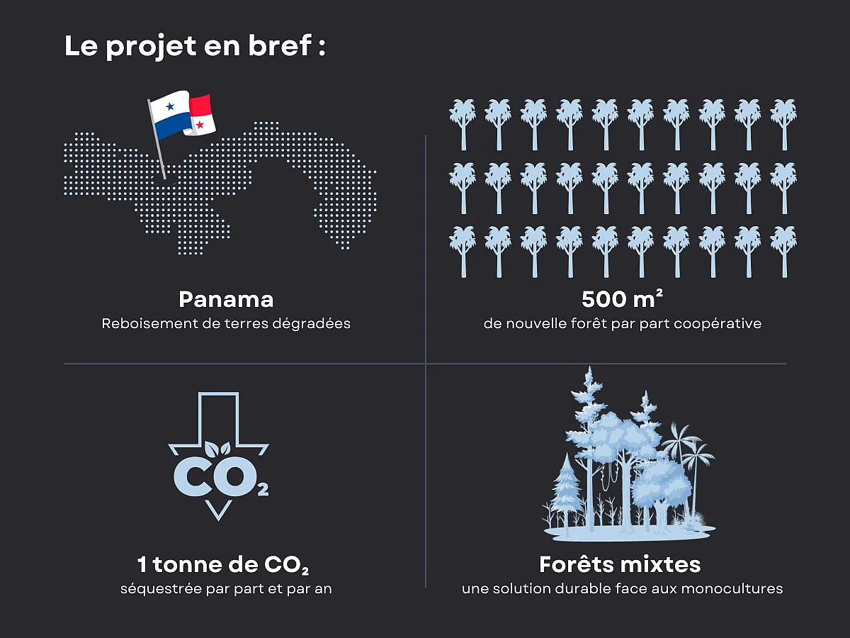 Generation Forest Graphic FR  CH 